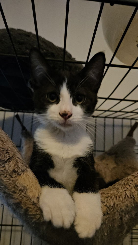 adoptable Cat in San Bernardino, CA named Terry