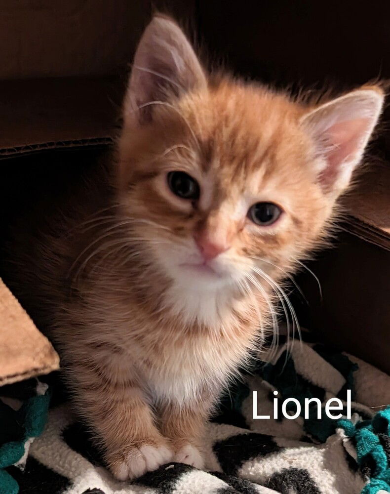 adoptable Cat in San Bernardino, CA named Lionel