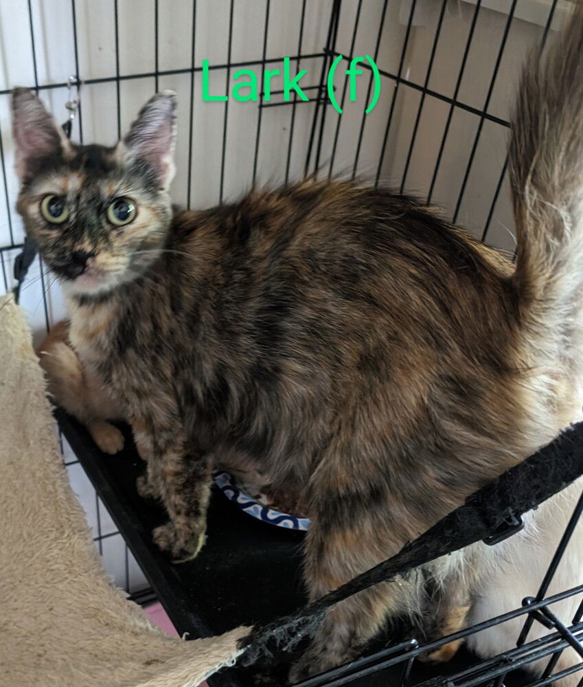 adoptable Cat in San Bernardino, CA named Lark