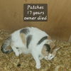 adoptable Cat in  named Patches