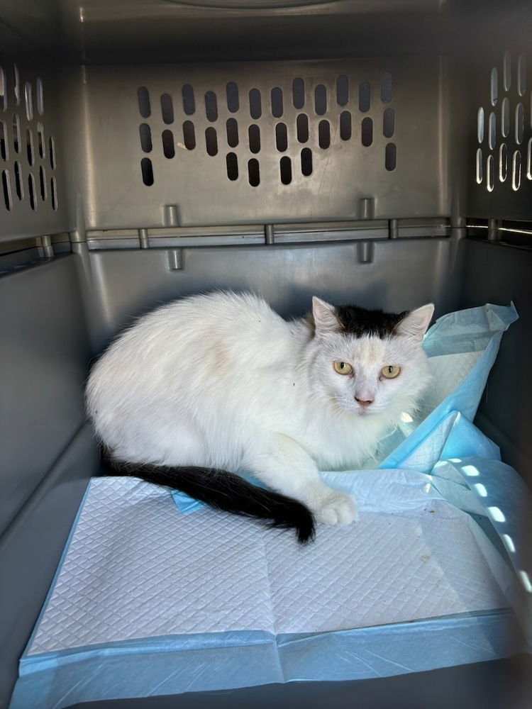 adoptable Cat in San Bernardino, CA named Clementine