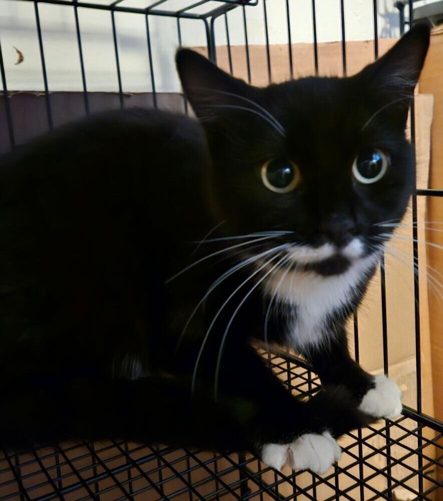 adoptable Cat in San Bernardino, CA named Fred