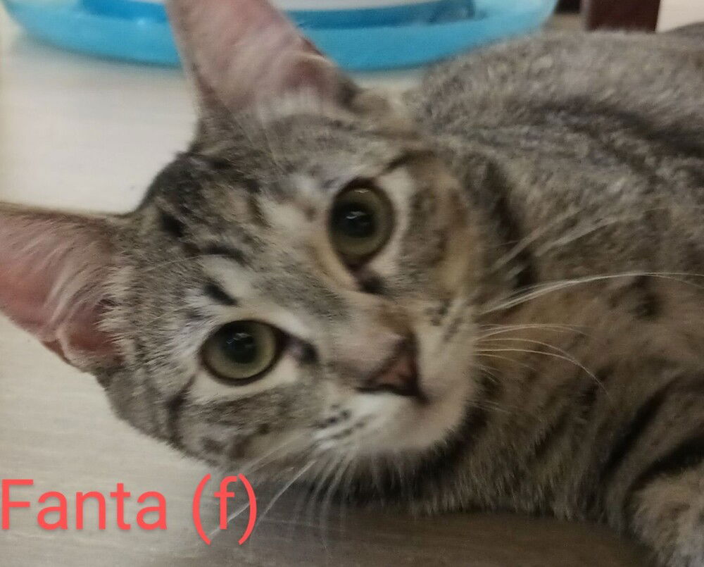 adoptable Cat in San Bernardino, CA named Fanta