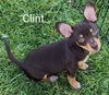 adoptable Dog in San Bernardino, CA named Clint