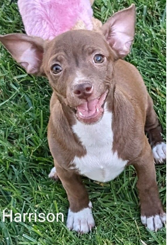 adoptable Dog in San Bernardino, CA named Harrison