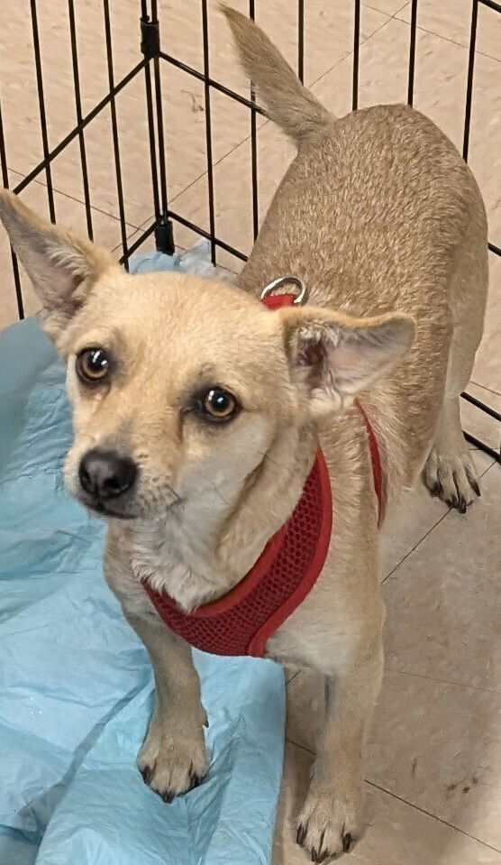 adoptable Dog in San Bernardino, CA named Gizmo