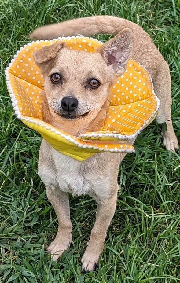 Gizmo