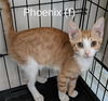 adoptable Cat in San Bernardino, CA named Phoenix