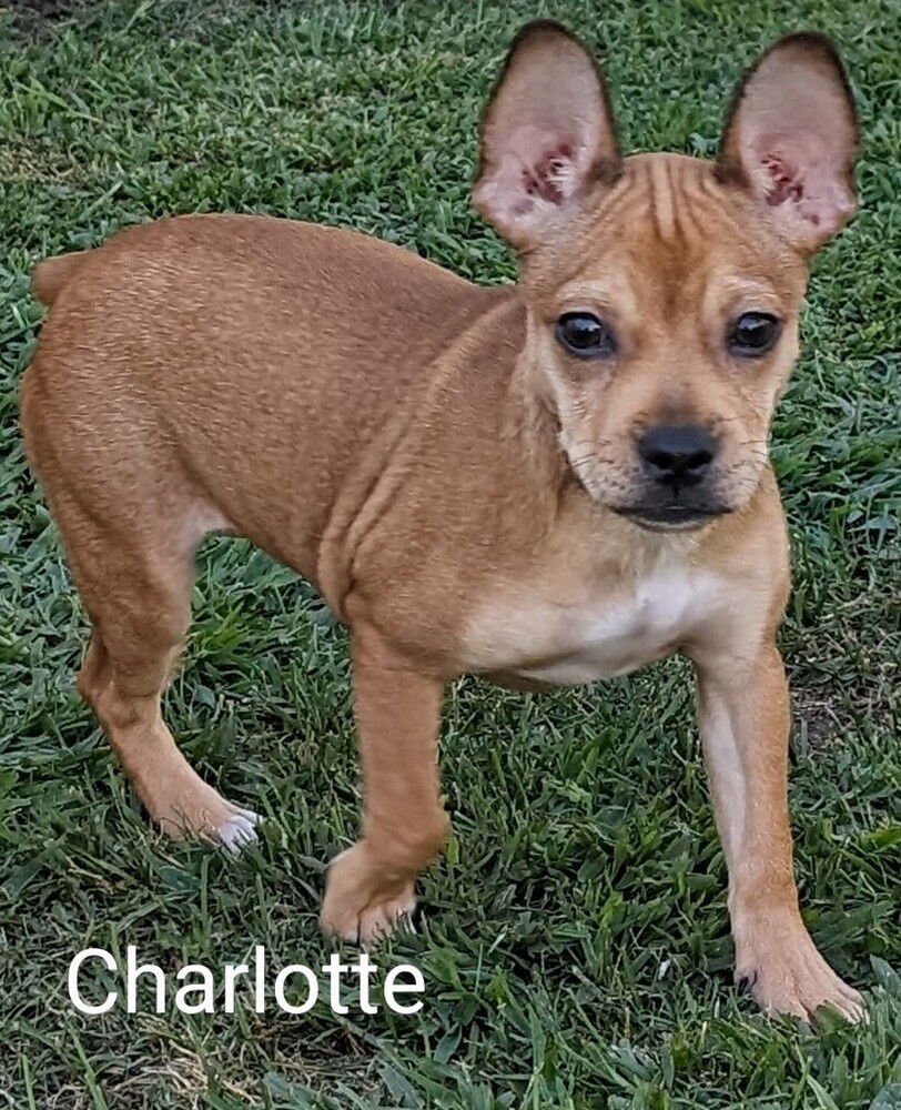 adoptable Dog in San Bernardino, CA named Charlotte