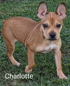 adoptable Dog in  named Charlotte