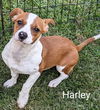 adoptable Dog in  named Harley