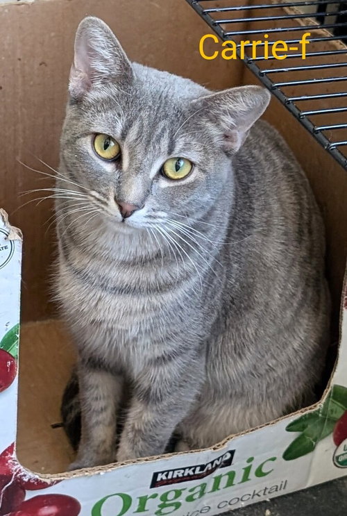 Carrie, Baby Domestic Short Hair / Domestic Short Hair / Mixed (short coat), cat for adoption in Montclair, California
