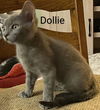 Dollie