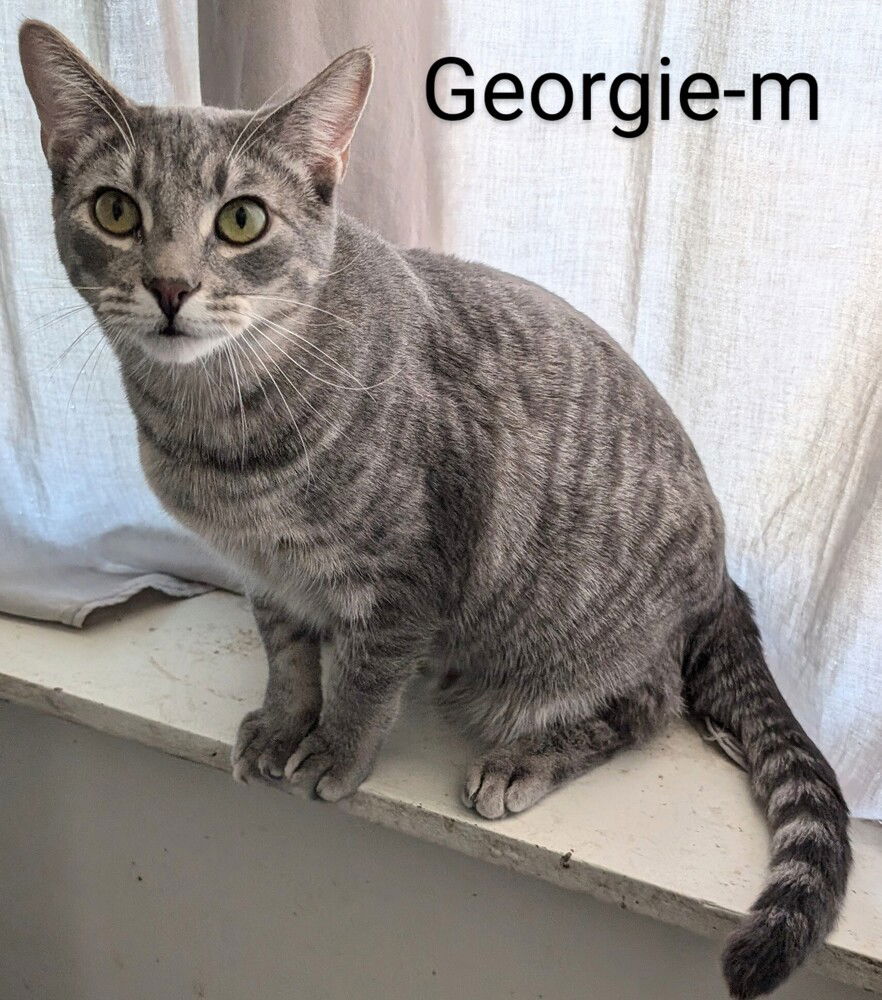 adoptable Cat in San Bernardino, CA named Georgie