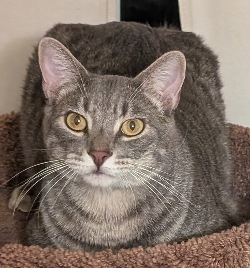 Georgie, Baby Domestic Short Hair / Domestic Short Hair / Mixed (short coat), cat for adoption in Montclair, California