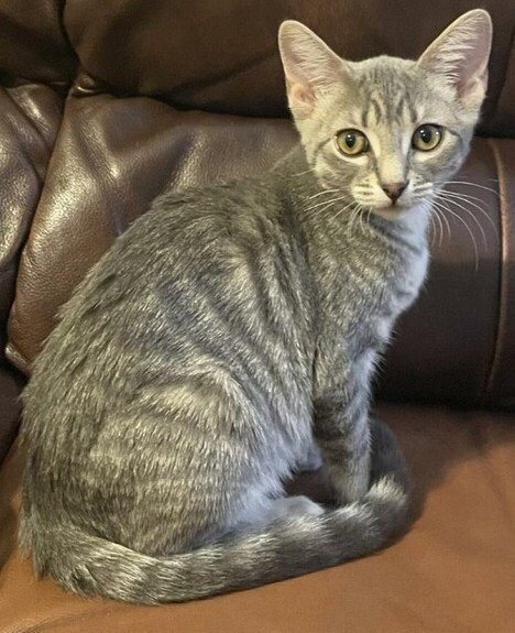 Georgie