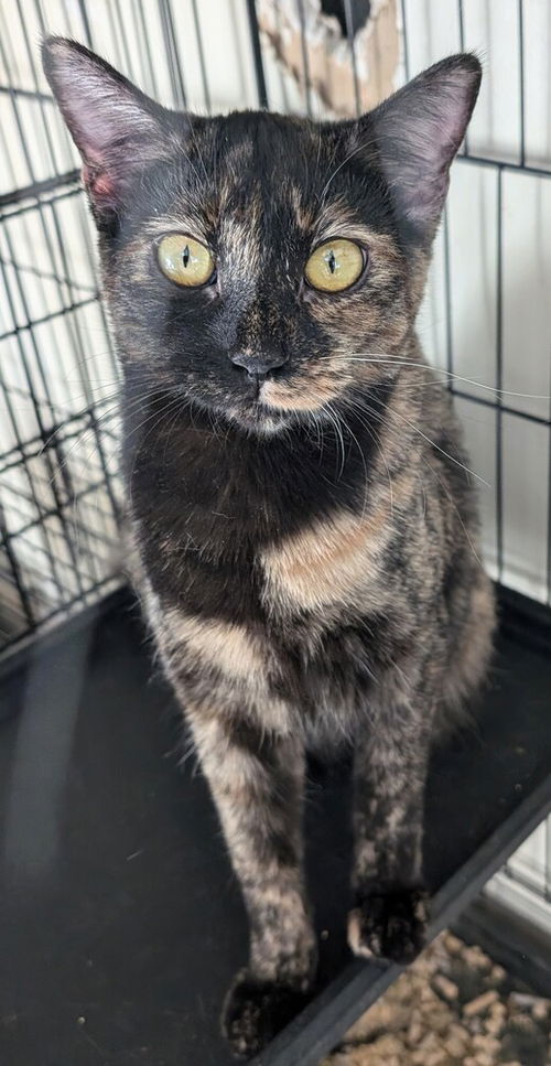 picture of the cat needing adoption