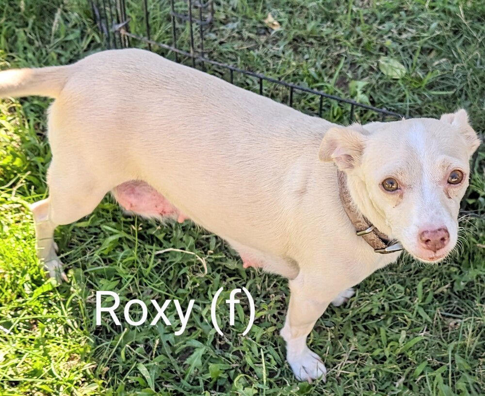 adoptable Dog in San Bernardino, CA named Roxy