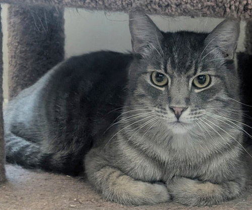 Gelato, Adult Domestic Medium Hair / Domestic Short Hair / Mixed (long coat), cat for adoption in Montclair, California