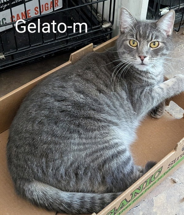 Gelato