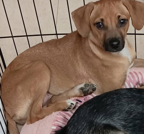 DONATELLO - Wirehaired Fox Terrier available for adoption