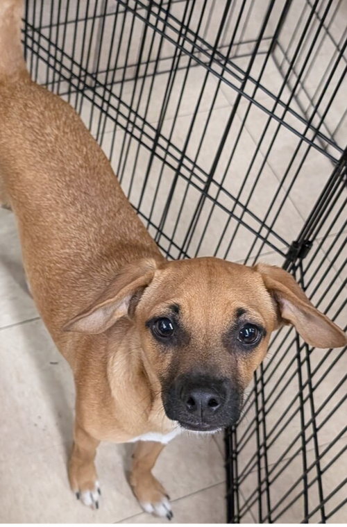Donatello, a dog for adoption from Paws 4 A Cause Rescue