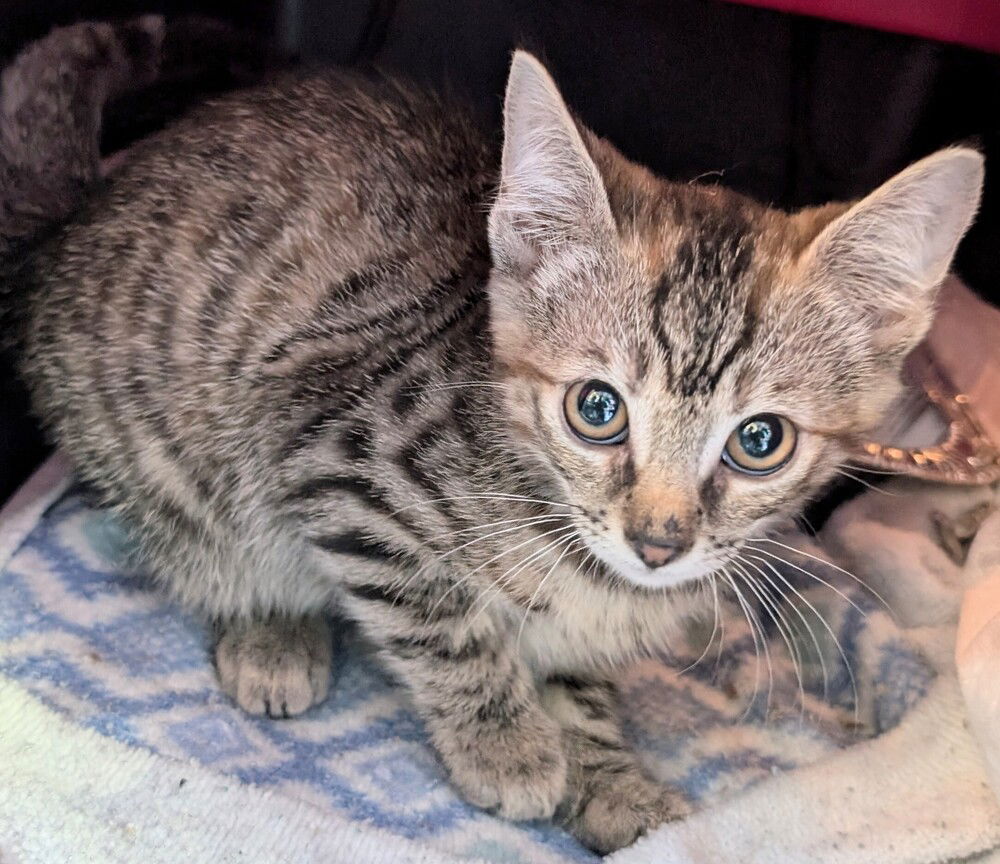 adoptable Cat in San Bernardino, CA named Praline