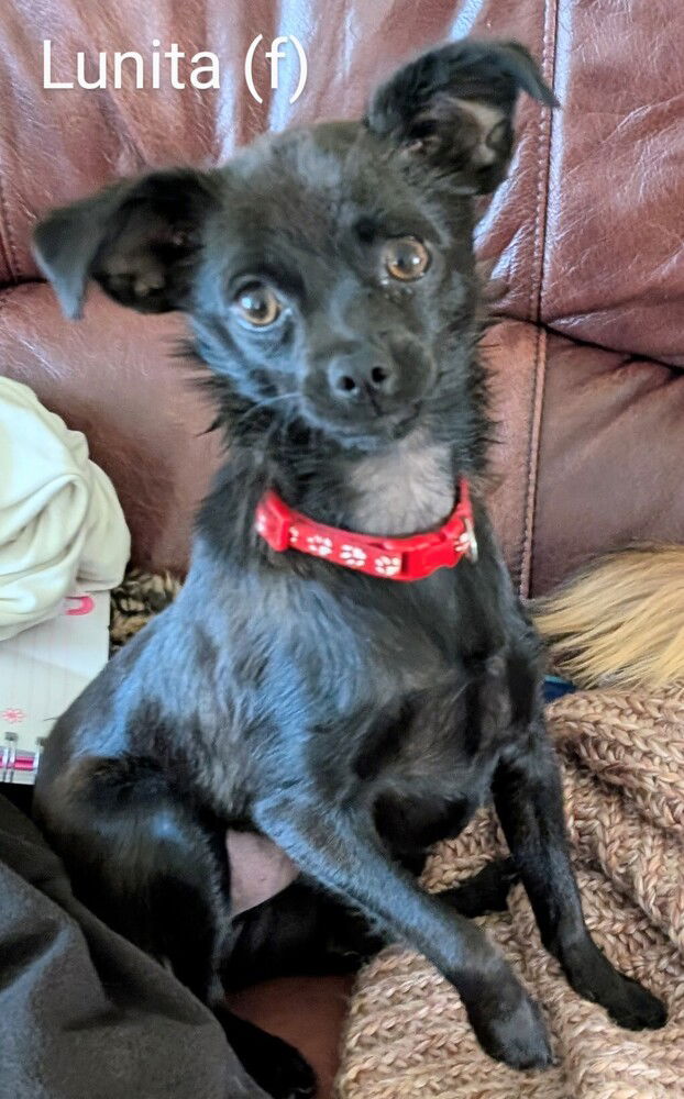 adoptable Dog in San Bernardino, CA named Lunita
