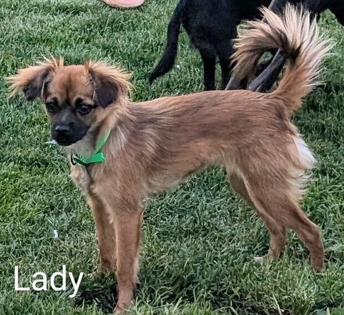 Lady