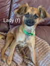 Lady