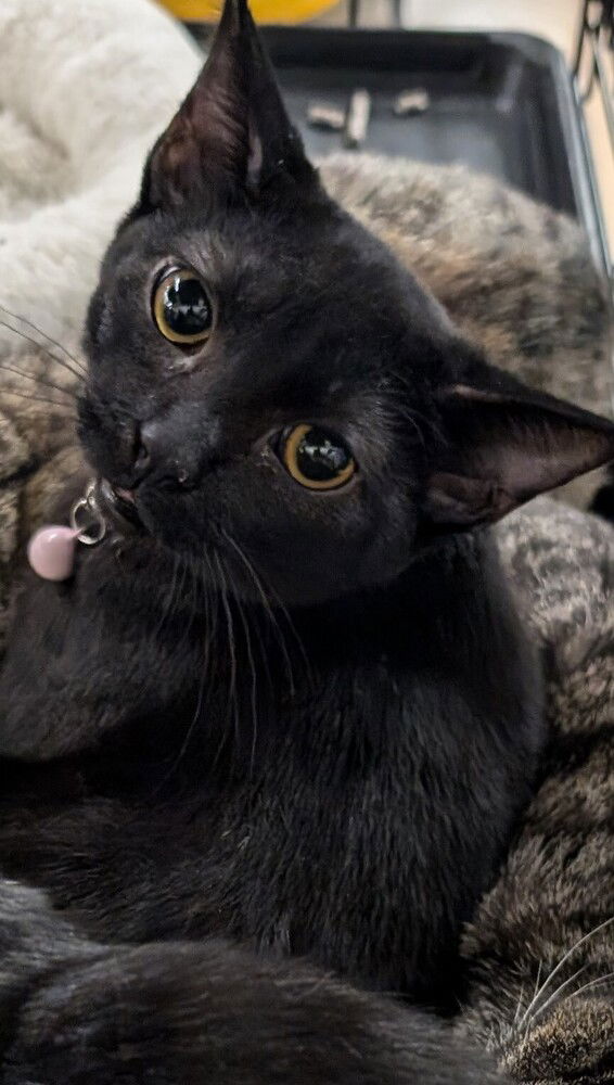 adoptable Cat in San Bernardino, CA named Raven