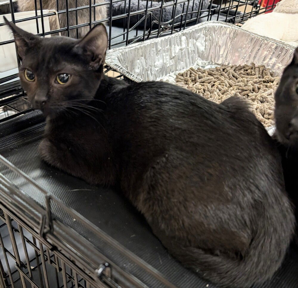 adoptable Cat in San Bernardino, CA named Ebony