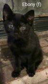 Ebony