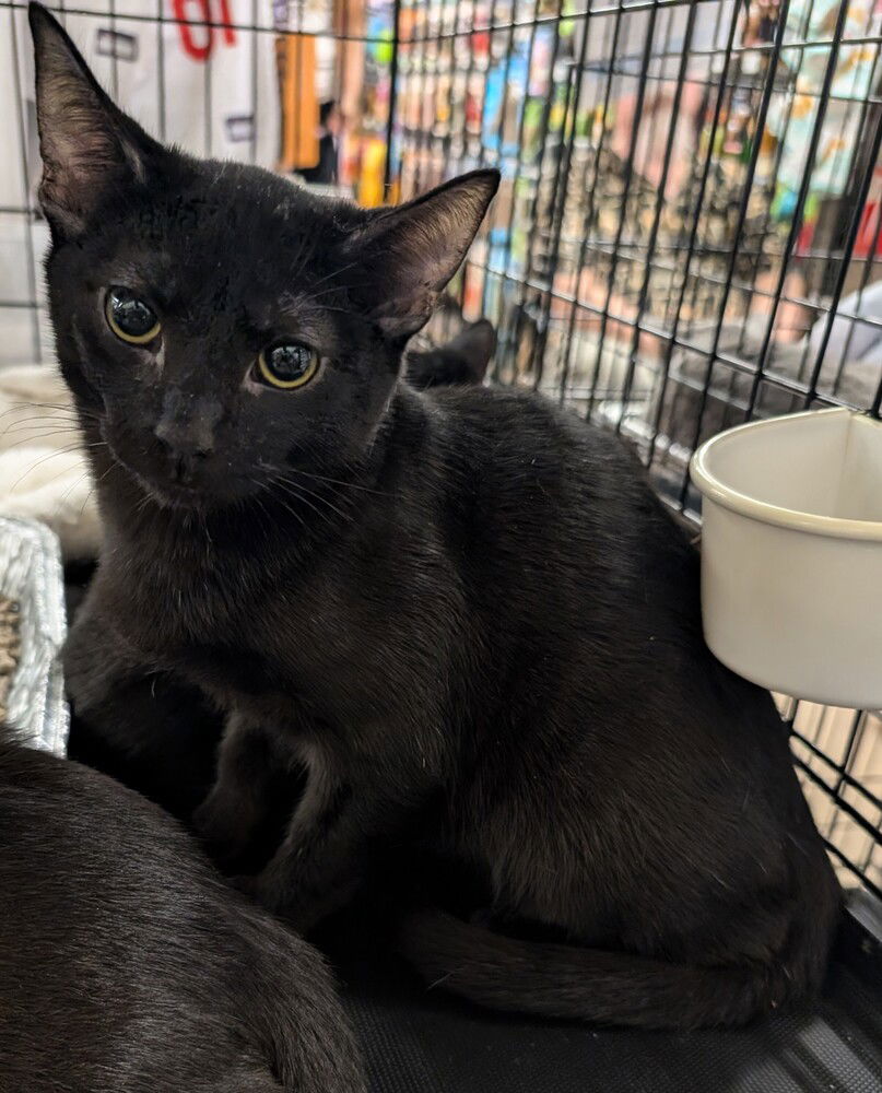adoptable Cat in San Bernardino, CA named Sable