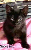 Sable