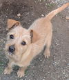 Canela