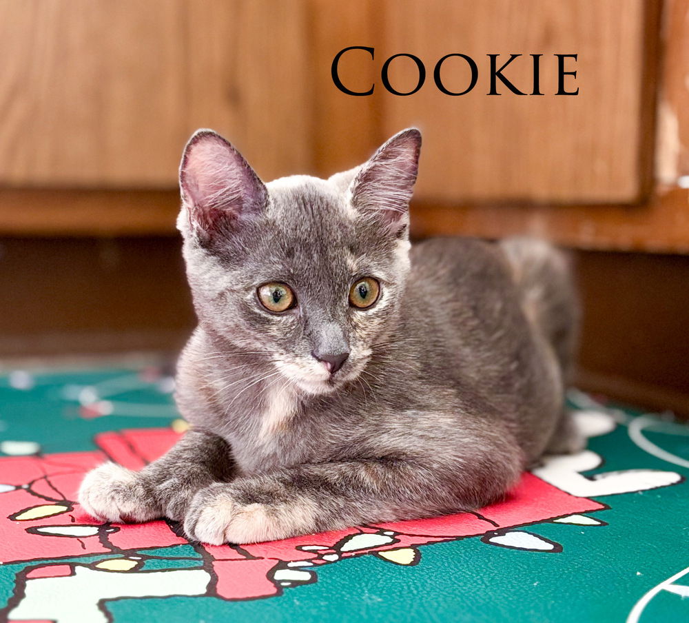 adoptable Cat in San Bernardino, CA named Cookie