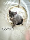 Cookie