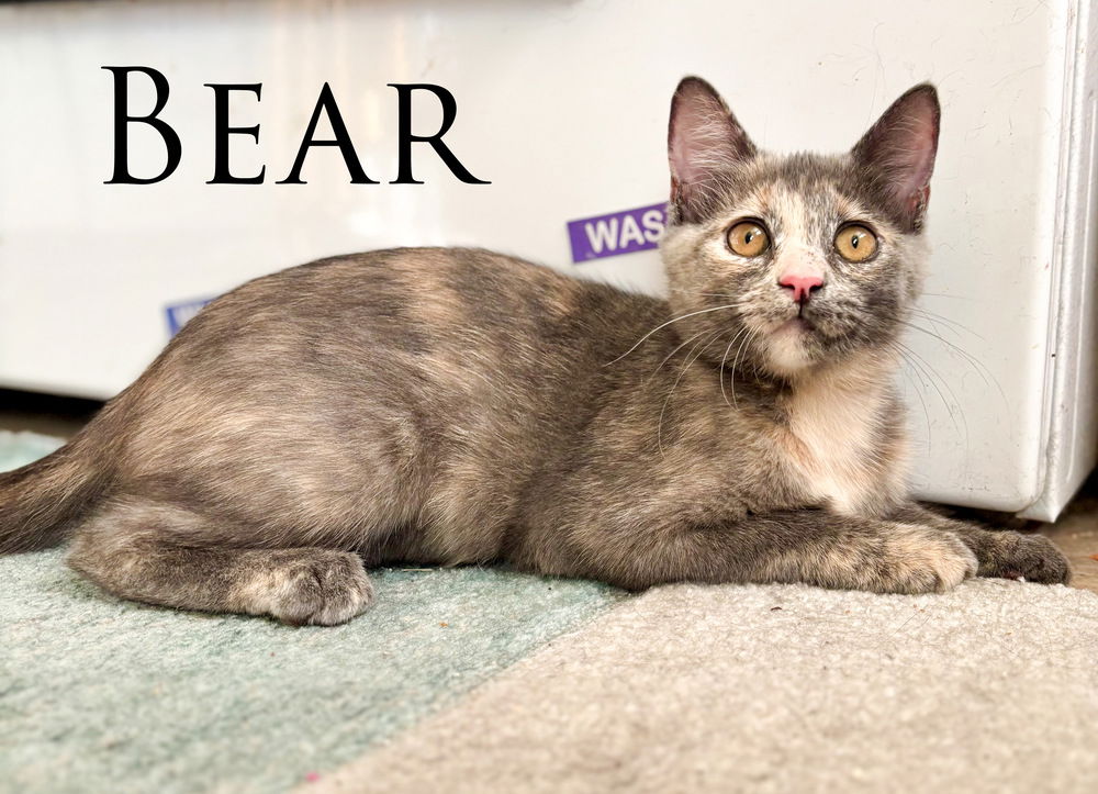 adoptable Cat in San Bernardino, CA named Bear