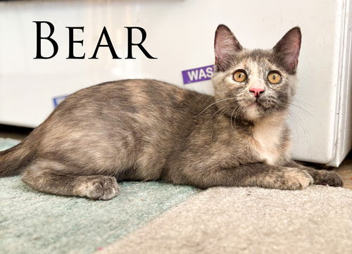 Bear
