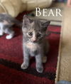 Bear