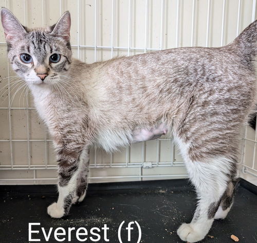 Everest