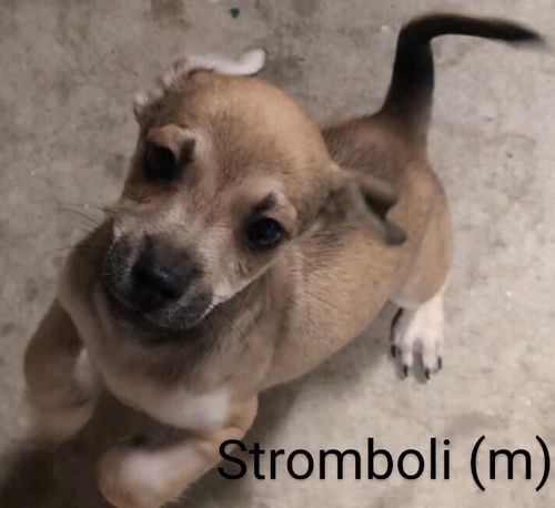 Stromboli