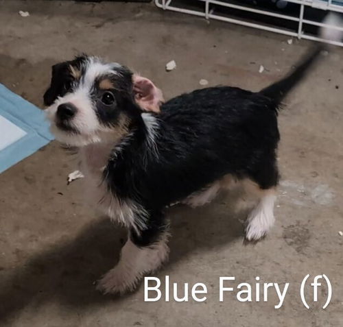 Blue Fairy