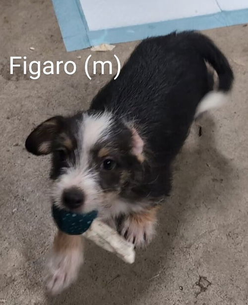 Figaro