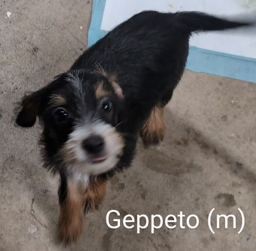 Geppeto