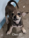 Cleo - Photo 2