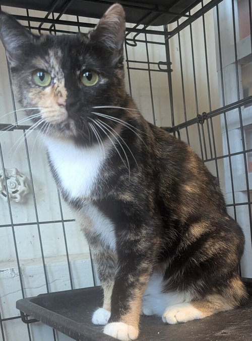 Callie, Young Domestic Short Hair / Domestic Medium Hair / Mixed (long coat), cat for adoption in Montclair, California