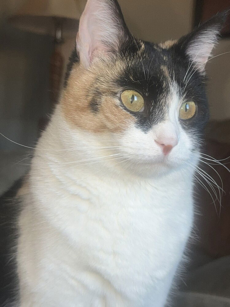 adoptable Cat in San Bernardino, CA named Buttercup