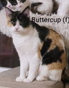Buttercup